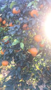 WhatsApp Image 2022-12-30 at 2.44.40 AM (1)