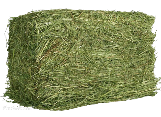 Sharp Ages | Animal Forage Exporter in Pakistan