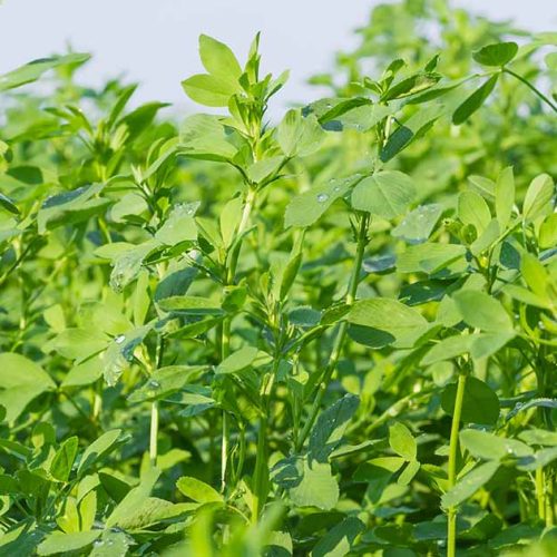 Sharp Ages | Alfalfa Exporter in Pakistan