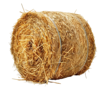 Sharp Ages | Seasonal Straw Exporter in Pakistan