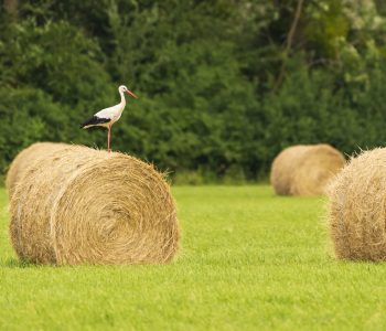 SHARP AGES | ANIMAL FORAGE