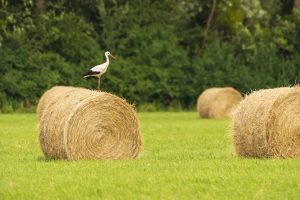 SHARP AGES | ANIMAL FORAGE SHARP AGES | ANIMAL FORAGE Exporter in Pakistan