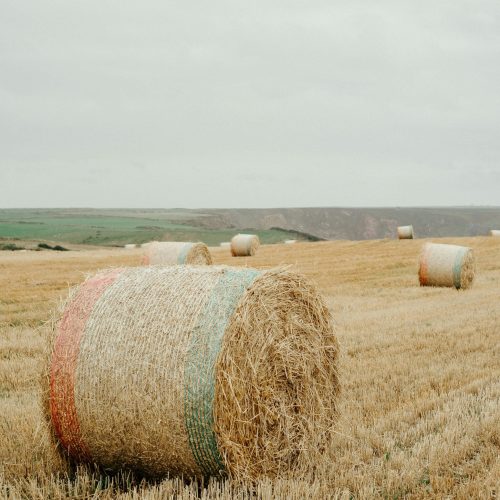 Sharp Ages | Rice Straw Exporter in Pakistan