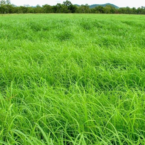 Sharp Ages | Rhodes Grass Exporter in Pakistan
