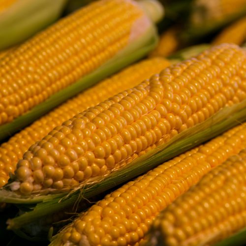 Sharp Ages | Maize / Yellow Corn Exporter in Pakistan