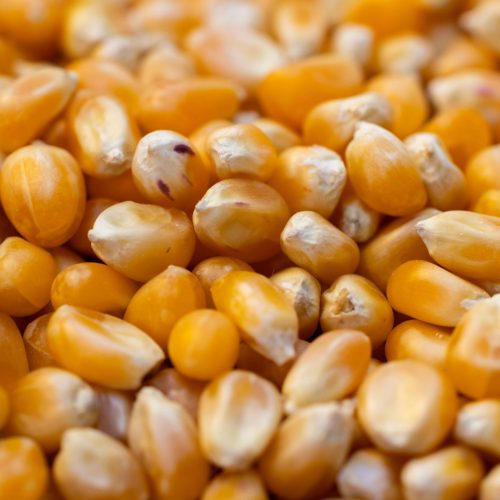 Sharp Ages | Maize / Yellow Corn Exporter in Pakistan