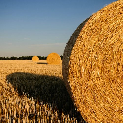 Sharp Ages | Wheat Straw Exporter in Pakistan