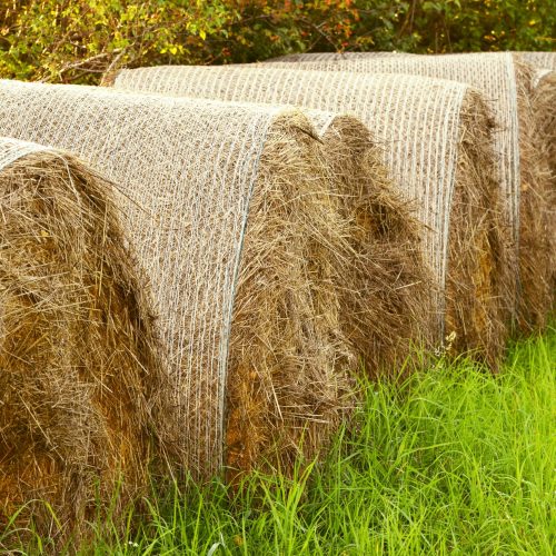 Sharp Ages | Straw Bales Exporter in Pakistan